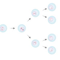 meiosis