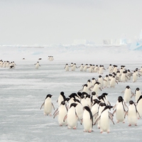 migrate