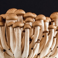 mycoprotein