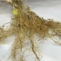 root hair