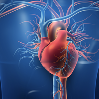 circulatory system