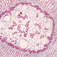xylem