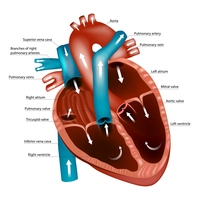 double circulatory system
