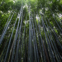 renewable
