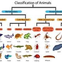classification key
