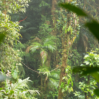 vegetation
