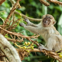 primate