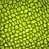 palisade cells