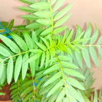 non-flowering plant