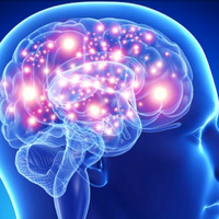 cerebrum