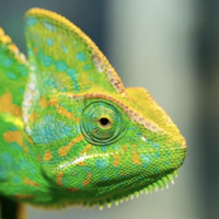 reptile