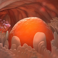 ovulation