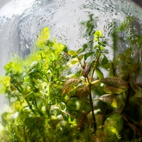 transpiration