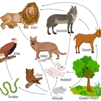 food web