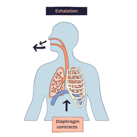exhalation