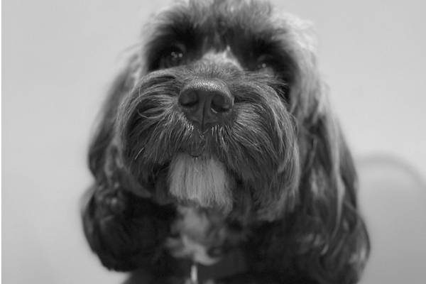 Bertie, Head of Staff Well-Being!