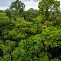 canopy