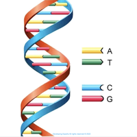 complementary base pairing