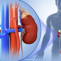 kidneys