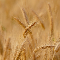 crops