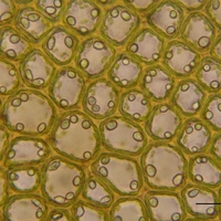 membrane