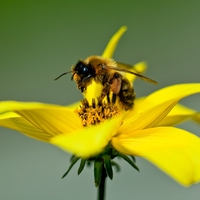 insect