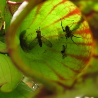 pitcher plant