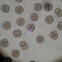 mitosis