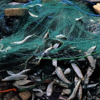overfishing