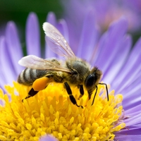 pollen