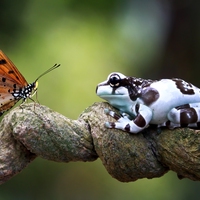 endangered