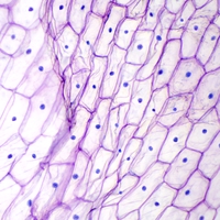 phloem