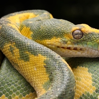 species