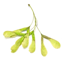 sycamore seed