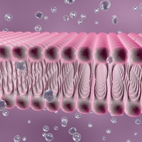 cell membrane