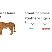 binomial system