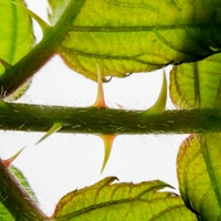 meristem