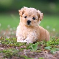 puppy