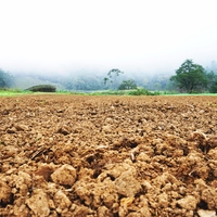 arable