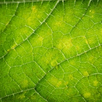 leaf epidermis