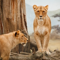 territory