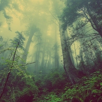 environment