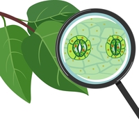 chloroplasts