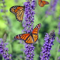 wildlife
