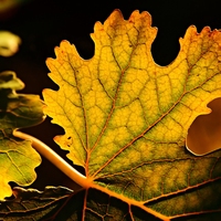 translucent