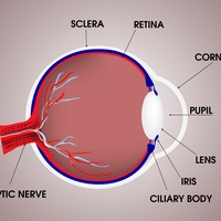 retina