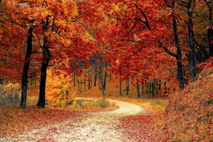 Rocket Word Quiz | 1. Understand there are four seasons | Developing ...