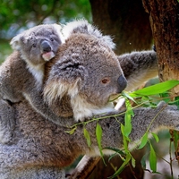 biodiversity