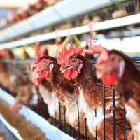 poultry farm