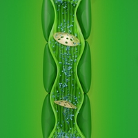 phloem